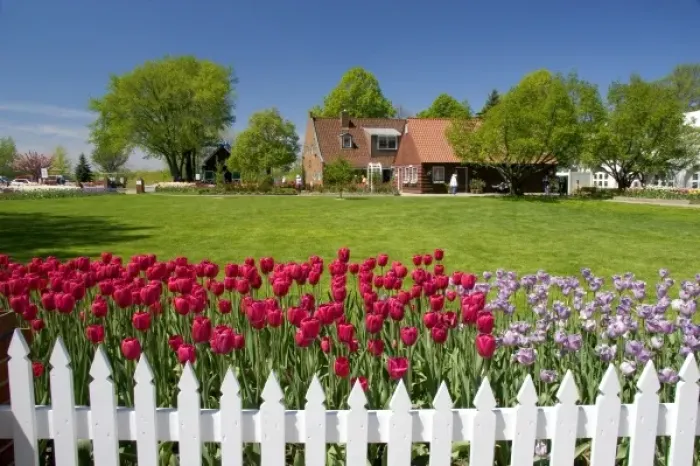 Framed Print : Windmill Island park with tulips in bloom at Holland, Michigan Framed Print : Windmill Island park with tulips in bloom at Holland, Michigan