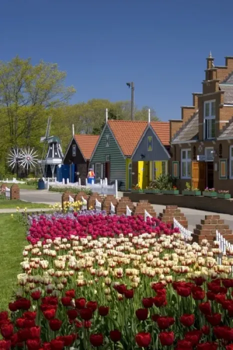 Framed Print : Windmill Island park with tulips in bloom at Holland, Michigan Framed Print : Windmill Island park with tulips in bloom at Holland, Michigan