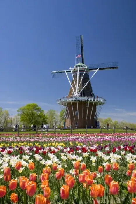 Framed Print : Windmill Island park with tulips in bloom at Holland, Michigan