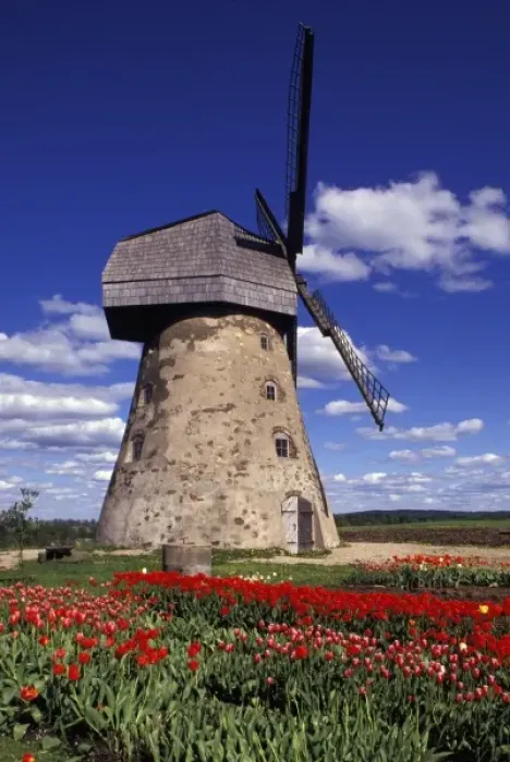 Framed Print : Windmill surrounded by red tulips in Gauja National Park, Latvia Framed Print : Windmill surrounded by red tulips in Gauja National Park, Latvia