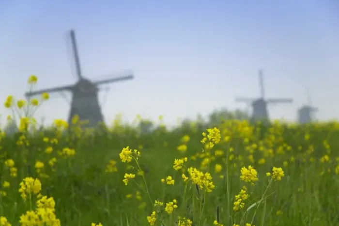 Framed Print : Windmills in the water along the canal in Kinderdijk, Netherlands