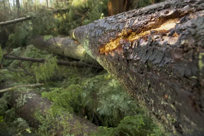 Framed Print : Windstorm damage, Stanley Park, British Columbia