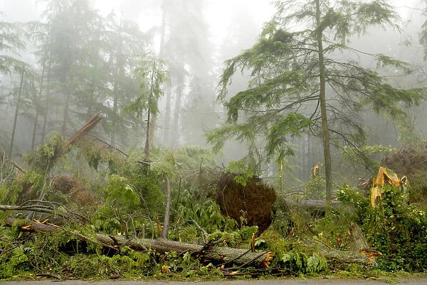 Windstorm damage, Stanley Park, British Columbia
