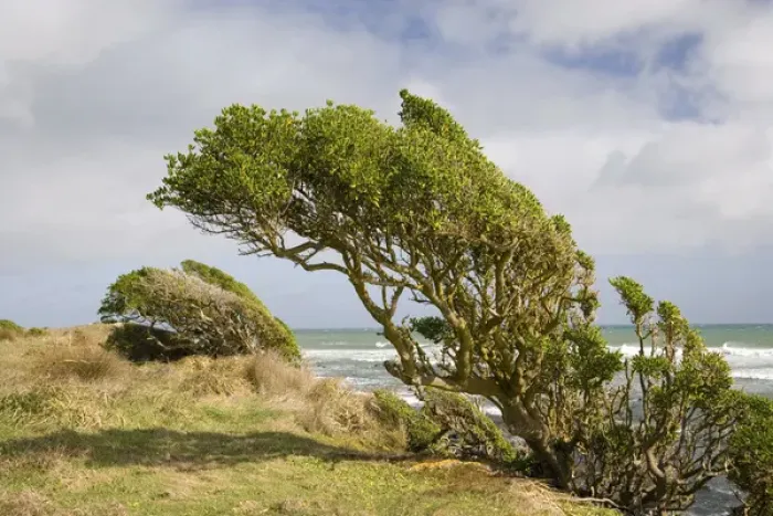 Framed Print : Windswept Plants, Cape Egmont, Taranaki, North Island, New Zealand Framed Print : Windswept Plants, Cape Egmont, Taranaki, North Island, New Zealand