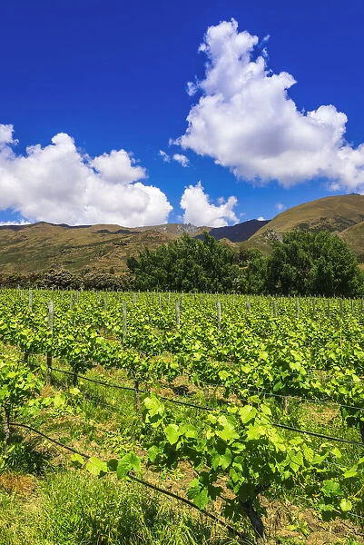Wine grapes at Rippon Vineyard on the shore of Lake Wanaka, Otago, South Island