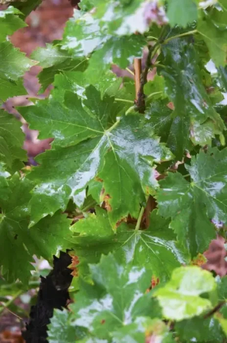Framed Print : Wine leaves in the vineyard wet udner the rain. Domaine la Tourade, Andre Andre Richard Framed Print : Wine leaves in the vineyard wet udner the rain. Domaine la Tourade, Andre Andre Richard