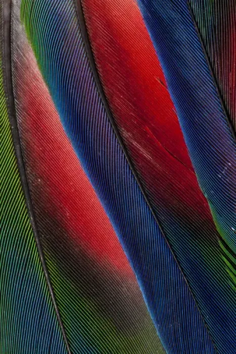 Framed Print : Wing Feather Design from the Amazon Parrot Framed Print : Wing Feather Design from the Amazon Parrot