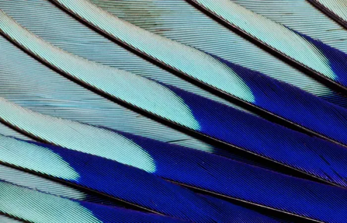 Framed Print : Wing feathers of Blue-bellied Roller Framed Print : Wing feathers of Blue-bellied Roller
