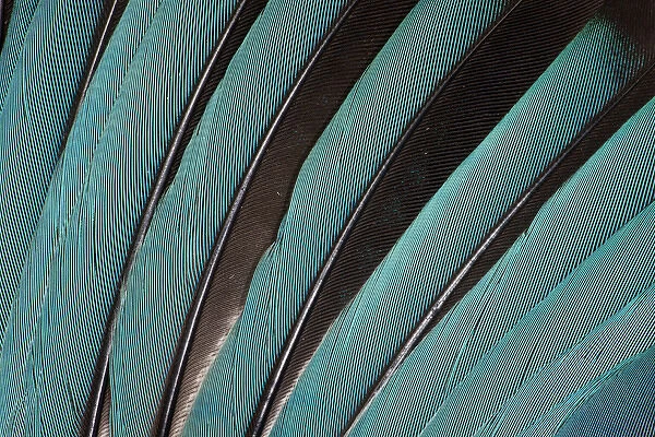 Wing Feathers in Blue Fanned Out
