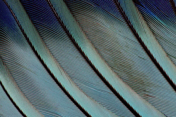 Wing Feathers in Blue Fanned Out