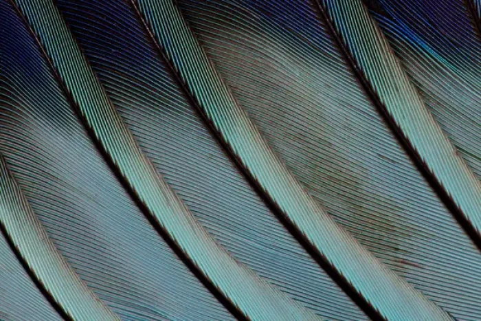 Framed Print : Wing Feathers in Blue Fanned Out Framed Print : Wing Feathers in Blue Fanned Out
