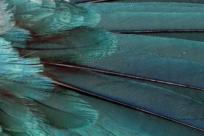 Framed Print : Wing Feathers in Blue Fanned Out Framed Print : Wing Feathers in Blue Fanned Out