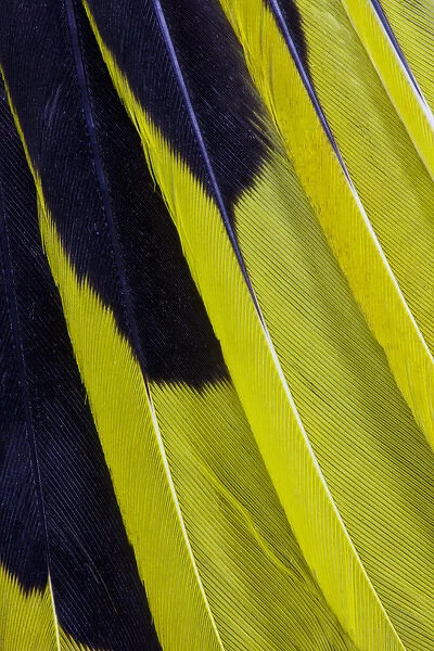 Wing Feathers Fanned Out Regent Bowerbird