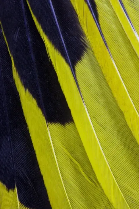 Framed Print : Wing Feathers Fanned Out Regent Bowerbird Framed Print : Wing Feathers Fanned Out Regent Bowerbird