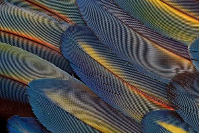 Framed Print : Wing Feathers Fanned out Scarlet Macaw Framed Print : Wing Feathers Fanned out Scarlet Macaw