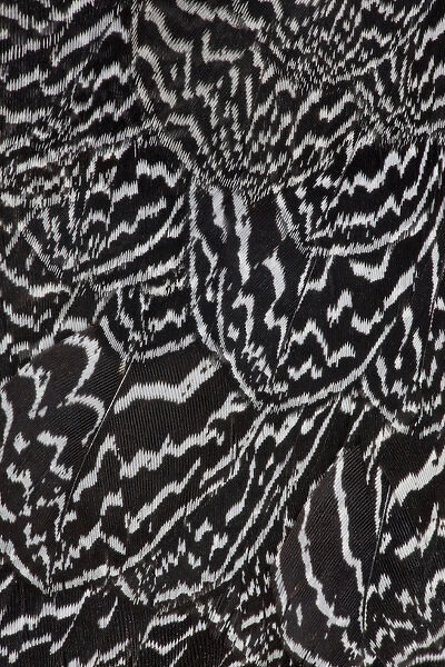 Wing Feathers Helmeted Guineafowl