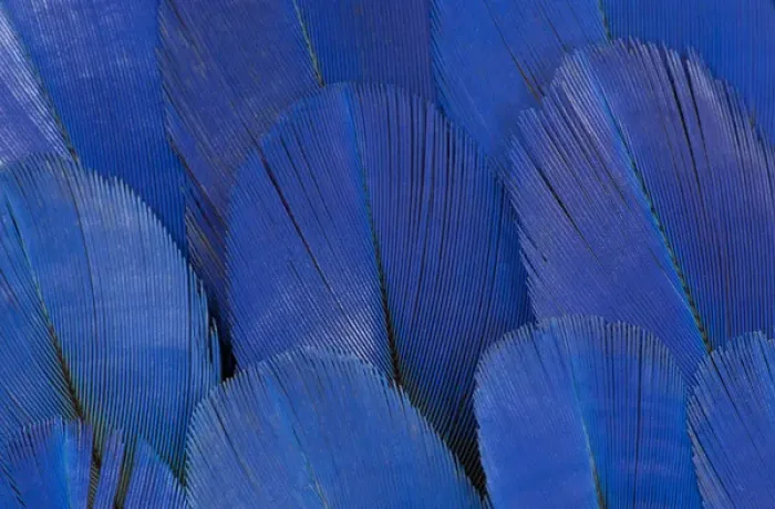 Framed Print : Wing feathers of the Hyacinth Macaw