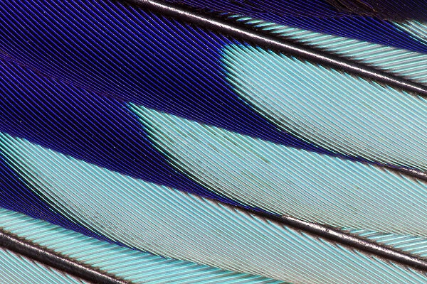Wing feathers of Lilac Breasted Roller