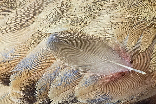 Wing feathers of Senegal Bustard