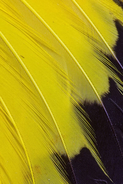 Wing feathers of Yellow rumped Cacique