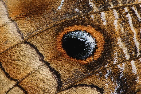 Wing pattern on Owl Butterfly, Caligo memnon