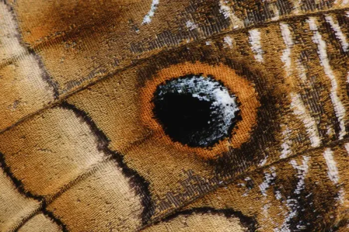 Framed Print : Wing pattern on Owl Butterfly, Caligo memnon Framed Print : Wing pattern on Owl Butterfly, Caligo memnon
