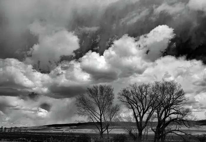 Framed Print : Winter cottonwoods reach for the sky along 395 in the Antelope Valley Framed Print : Winter cottonwoods reach for the sky along 395 in the Antelope Valley