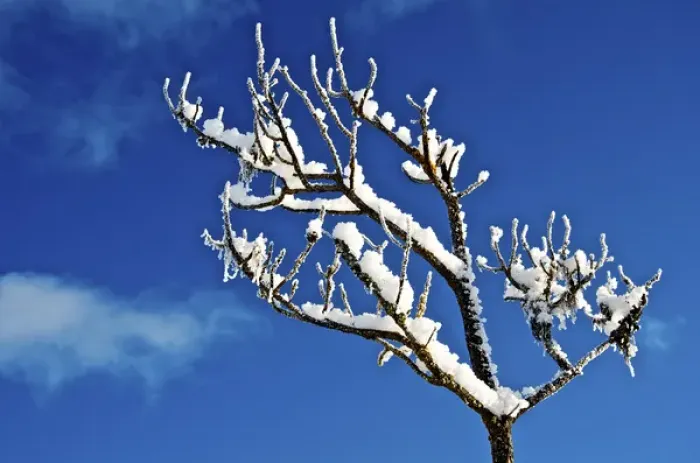 Framed Print : Winter frost. Winter in British Columbia brings a variety of landscapes and closeups