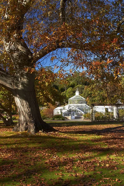 Winter Gardens and autumn colour, Botanic Gardens, Dunedin, Otago, South Island