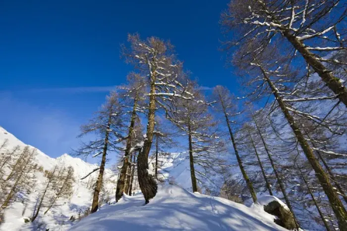 Framed Print : Winter landscape with larch tree forest in the Loetschental (Valais)