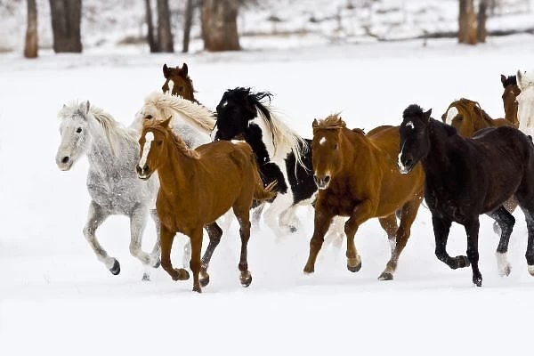 A winter scenic of running horses on The Hideout Ranch in Shell Wyoming. (Not available