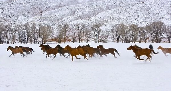 A winter scenic of running horses on The Hideout Ranch in Shell Wyoming