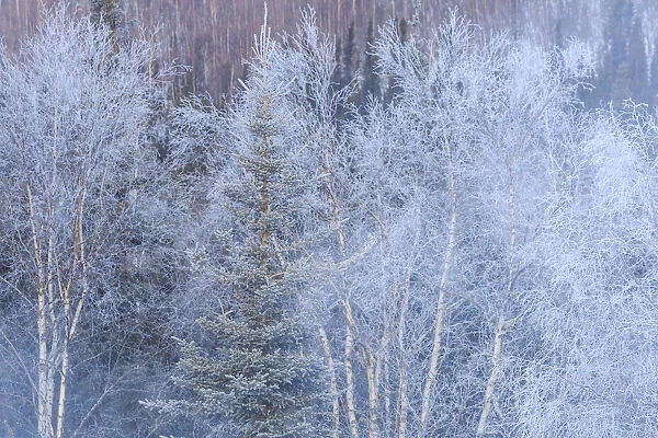Winter scenics near Fairbanks, Alaska