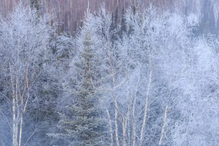 Framed Print : Winter scenics near Fairbanks, Alaska Framed Print : Winter scenics near Fairbanks, Alaska