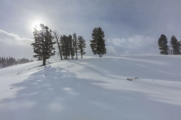 Winter shadows from douglas fir trees in Yellowstone National Park, Wyoming, USA