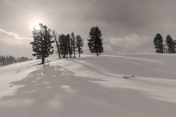 Framed Print : Winter shadows from douglas fir trees in Yellowstone National Park, Wyoming, USA