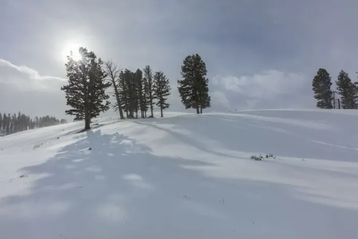 Framed Print : Winter shadows from douglas fir trees in Yellowstone National Park, Wyoming, USA