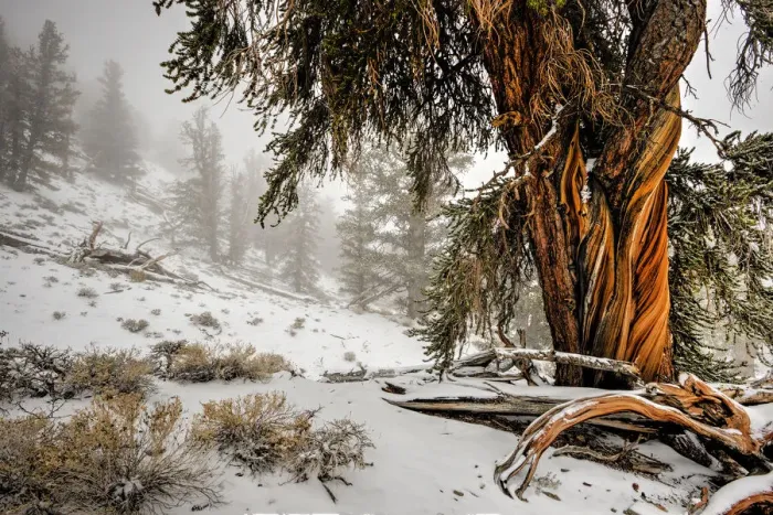 Framed Print : Winter snow on the white mountain bristlecones in northern California