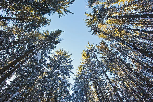 Winter in a spruce forest at the Notchview Reservation in the Berkshires. Windsor, Massachusetts
