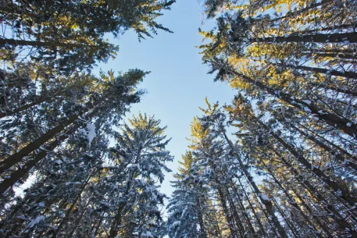 Framed Print : Winter in a spruce forest at the Notchview Reservation in the Berkshires. Windsor, Massachusetts Framed Print : Winter in a spruce forest at the Notchview Reservation in the Berkshires. Windsor, Massachusetts