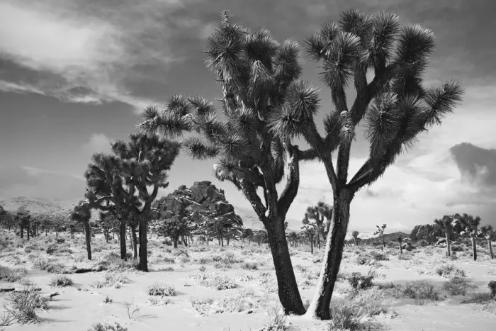 Framed Print : Winter storm, Joshua Tree National Park, California Framed Print : Winter storm, Joshua Tree National Park, California