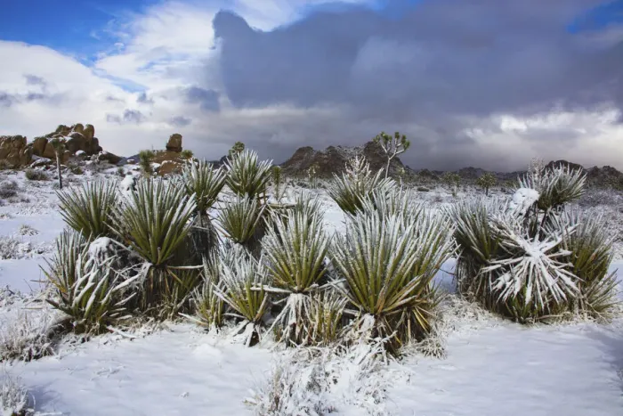 Framed Print : Winter storm, Joshua Tree National Park, California