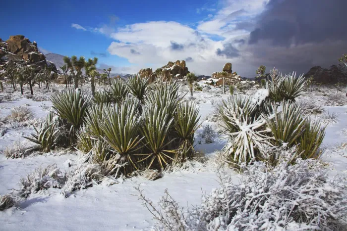 Framed Print : Winter storm, Joshua Tree National Park, California Framed Print : Winter storm, Joshua Tree National Park, California