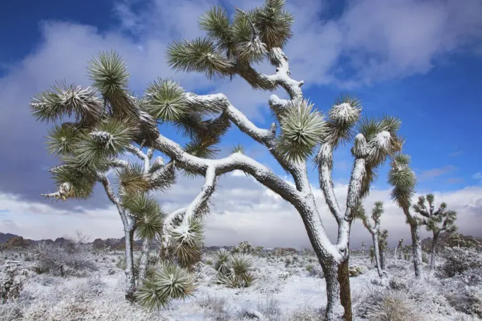 Framed Print : Winter storm, Joshua Tree National Park, California Framed Print : Winter storm, Joshua Tree National Park, California