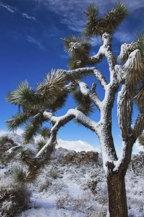 Framed Print : Winter storm, Joshua Tree National Park, California Framed Print : Winter storm, Joshua Tree National Park, California