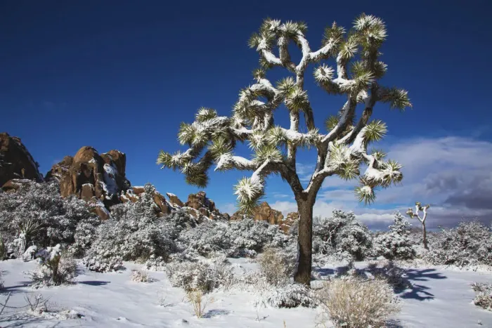 Framed Print : Winter storm, Joshua Tree National Park, California Framed Print : Winter storm, Joshua Tree National Park, California