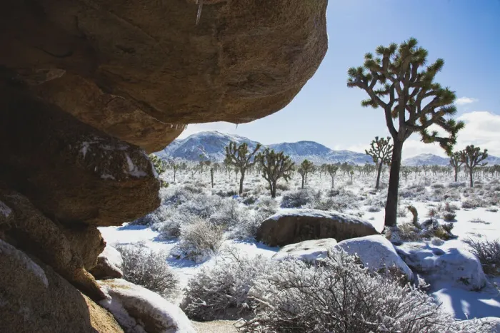 Framed Print : Winter storm, Joshua Tree National Park, California Framed Print : Winter storm, Joshua Tree National Park, California