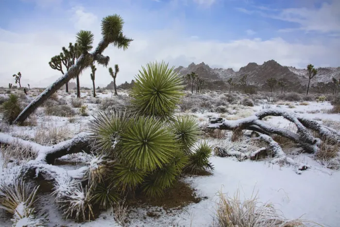 Framed Print : Winter storm, Joshua Tree National Park, California Framed Print : Winter storm, Joshua Tree National Park, California