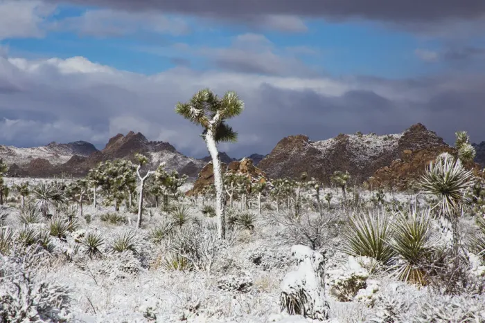 Framed Print : Winter storm, Joshua Tree National Park, California Framed Print : Winter storm, Joshua Tree National Park, California