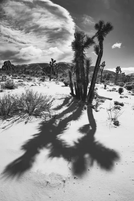 Framed Print : Winter storm, Joshua Tree National Park, California